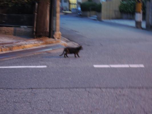 夜に猫に会う コンクリートでアルト